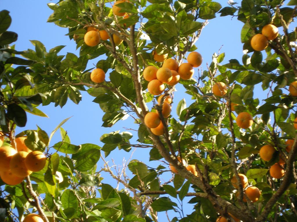 Finca Portizuelo ルアルカ エクステリア 写真